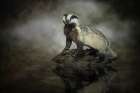 European Badger Art Print