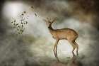 Young Deer Art Print