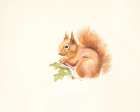 Red Squirrel Art Print