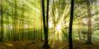 Nebelstimmung  mit Sonne im Wald Art Print