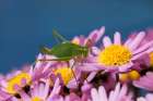 Grashupfer auf Blumen Art Print