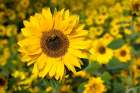 Honigbiene im Sonnenblumenfeld Art Print