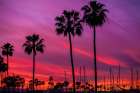 Black Palms Art Print
