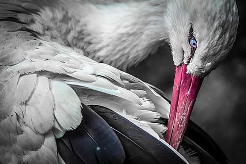 The Stork Art Print by Ronin