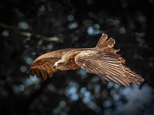 Red Kite flies Art Print by Ronin