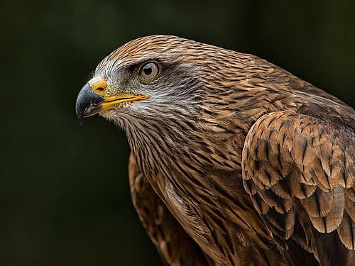 Red Kite Art Print