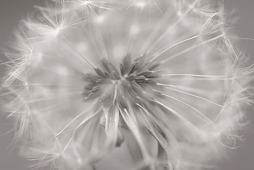 Gentle Touch II Art Print by Uwe Steger