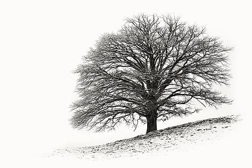 Solitar I Nature Print