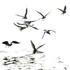 Black and White Art Print