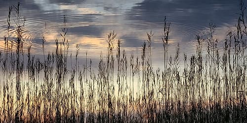Reed Part II Coastal Print