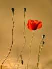 The Last Flowers Art Print