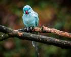 Blue Parrot Art Print
