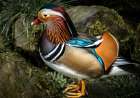 Manderin Duck Art Print