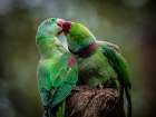 Green Parrot I Art Print