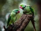 Green Parrot II Art Print