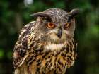 OE Oe Owl Art Print