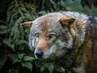 Lone Wolf Art Print