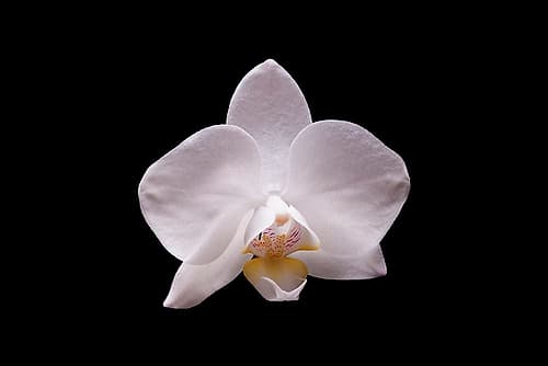 Orchidee I Art Print by Volker Brosius