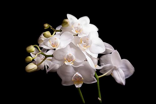 Orchidee II Art Print by Volker Brosius
