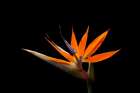 Strelitzia Art Print