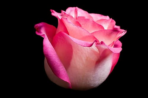 Rose I Art Print by Volker Brosius
