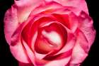 Rose II Art Print