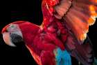Parrot Wings Art Print