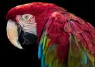 Ara Parrot Art Print