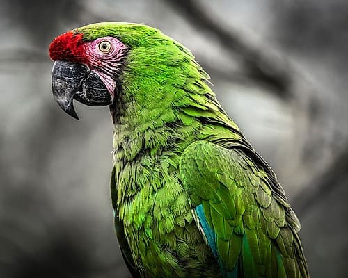 Green Ara Parrot Art Print by Ronin