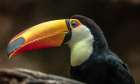 The Toucan Art Print
