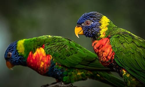 Green Birds Art Print by Ronin