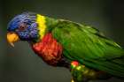 Green Bird Art Print
