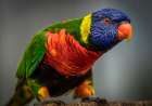Green Bird II Art Print