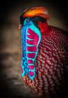 Tropical Bird Art Print