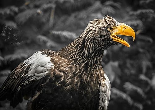 Stellar Eagle Art Print
