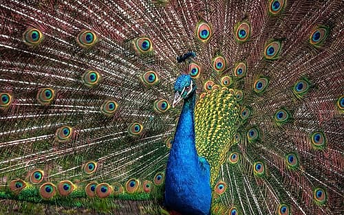 The Peacock Art Print