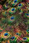 Peacock Feathers Art Print