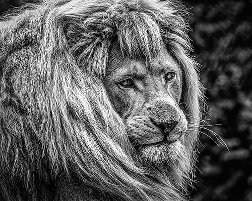 the male Lion Art Print by Ronin