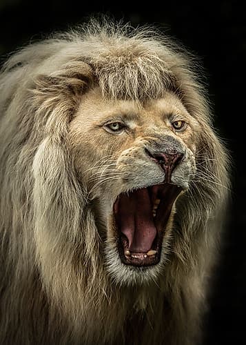 The Lion Roars Art Print by Ronin