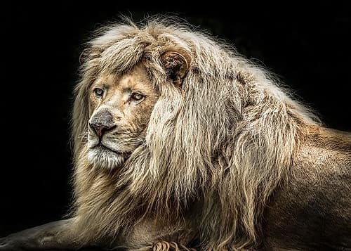 The white Lion Art Print by Ronin