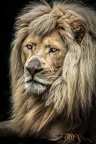 The white Lion II Art Print by Ronin
