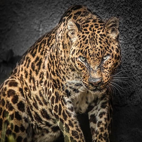 The Jaguar Art Print by Ronin