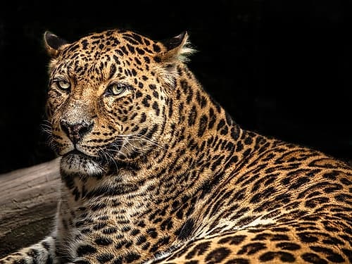 The Jaguar II Art Print by Ronin