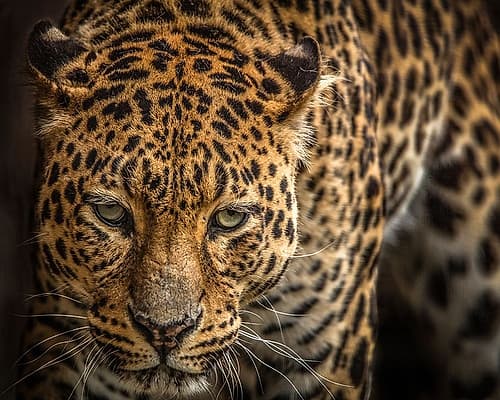 The Jaguar III Art Print by Ronin