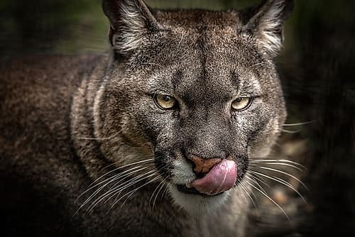 The Puma Art Print by Ronin