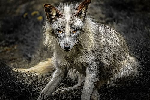 Silver Fox Art Print by Ronin