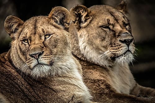 Lionesses Art Print by Ronin