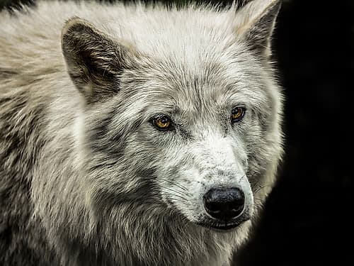 White Wolf Art Print by Ronin