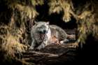 White Wolf II Art Print