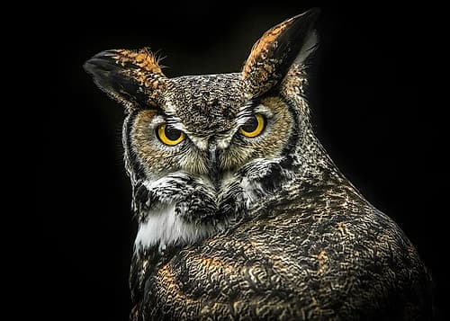 Wisdom Owl Art Print